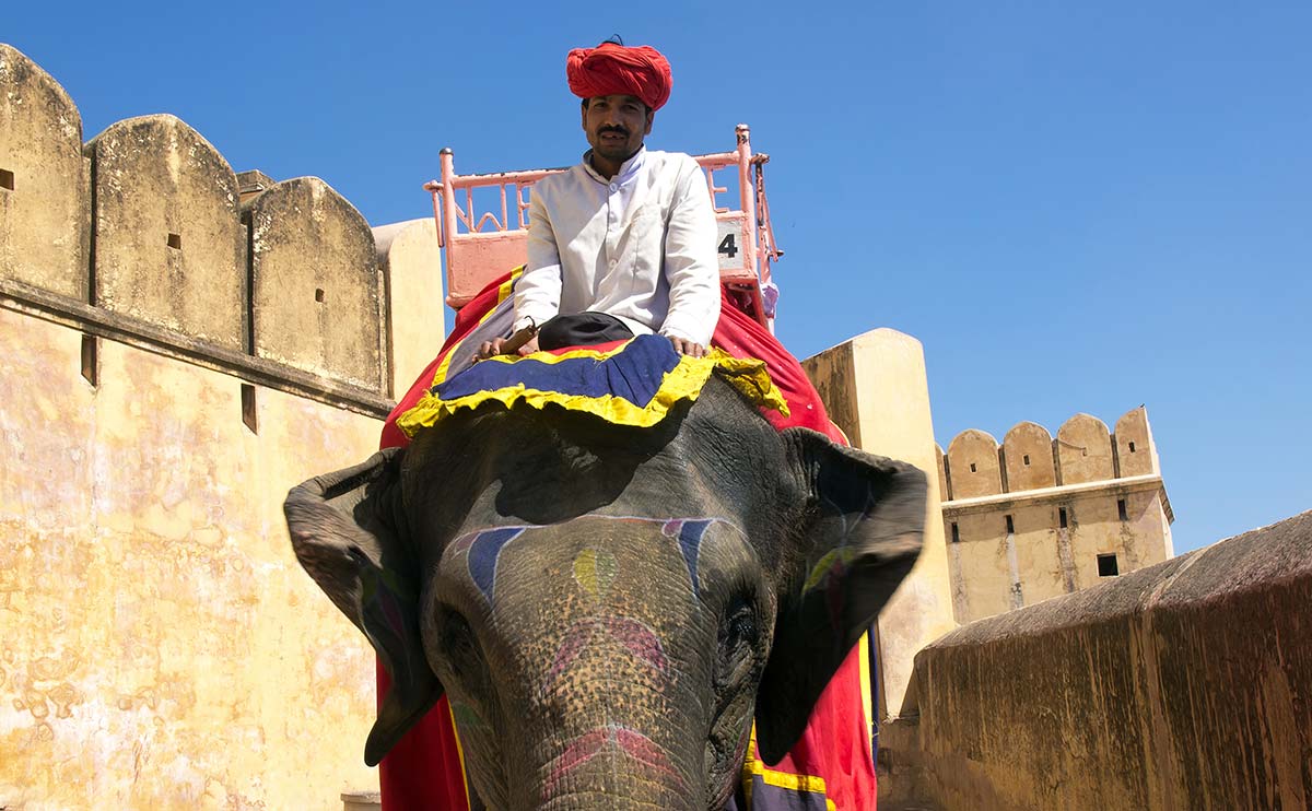 éléphant assembler à Jaipur