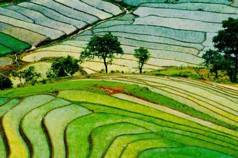 Campo de arroz - Vietnam